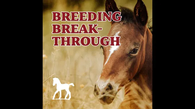 Breeding Breakthrough: Diagnosing and Treating Latent Infections in Problem Mares