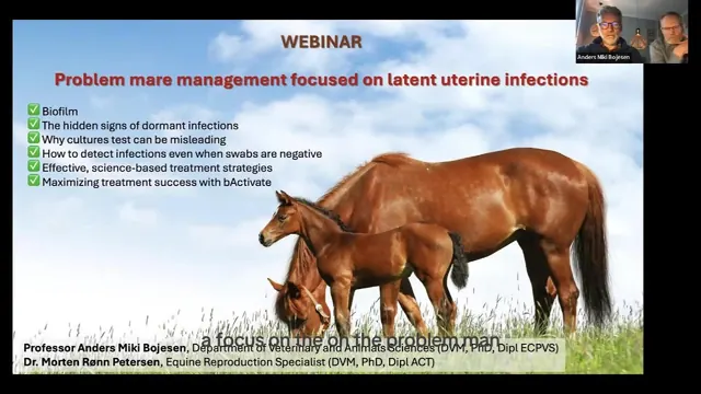 Non Pregnant Mare Webinar, Biofilm and Dormant Uterine Infections in Mares